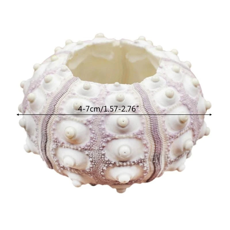 plantes aériennes tillandsia oursin mer support table décorations jardinage naturel bohème simple élégant durable