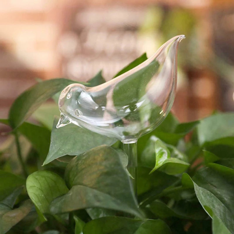 arrosage plantes oiseau verre transparent moderne minimalisteintérieur jardinDecorationUsageIdéal plantes verte