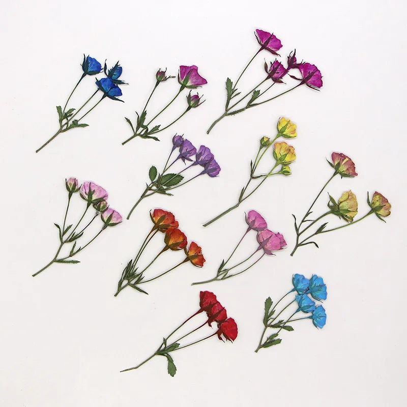 fleurs séchées rouge rose violet bleu jaune feuilles vertes décoration maison scrapbooking diy