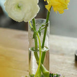 vase verre transparent moderne plantes hydroponiques décoration chambre fleurs eau