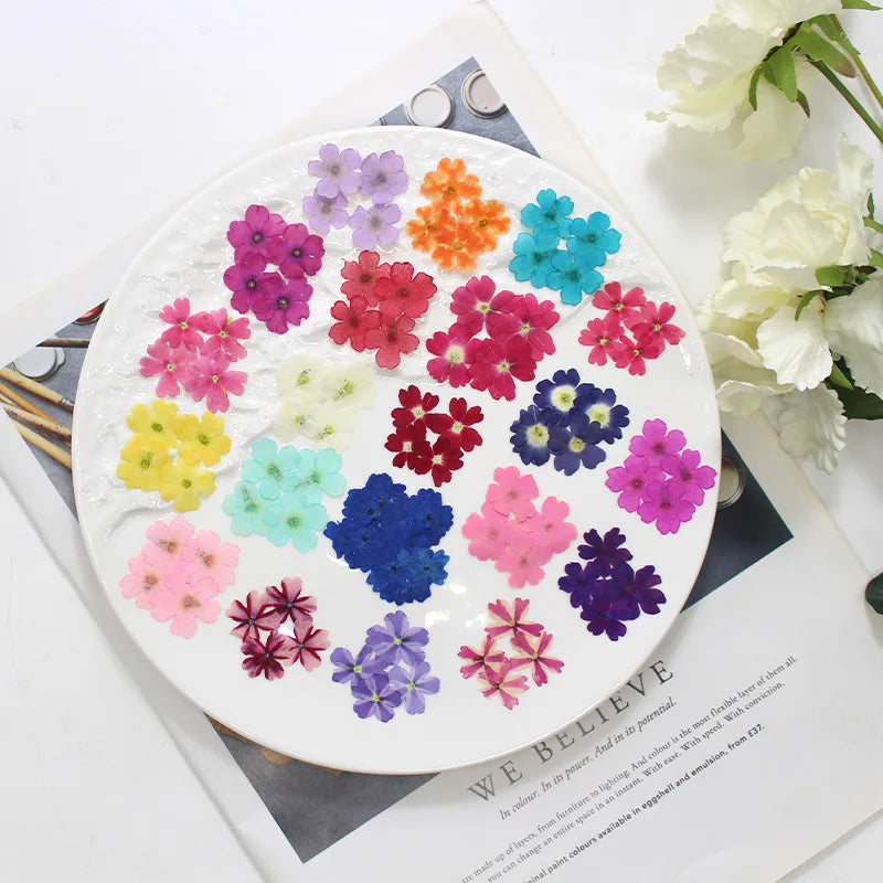 décoration maison assortiment fleurs séchées naturel rose violet bleu rouge ornements diy crafts artisanal