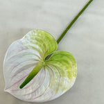 fleurs artificielles anthurium modernes multiple couleurs intérieur décoration mariage événements