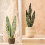 Fleur artificielle muguet en pot olive