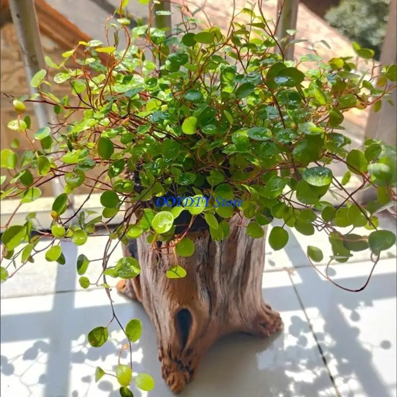 jardinière cache pot tronc arbre marron rustique plante succulente texture bois naturelle balcon jardin