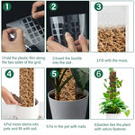 poteau mousse transparent moderne grille support plantes intérieures croissance tutoriel mousse