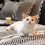 Un chat blanc et roux aux yeux attentifs, posé sur un canapé recouvert d'un motif à damiers noir et blanc, avec une bougie parfumée à proximité.