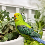 statuette perroquet résine couleurs vives plumes décoratif tropical pot fleurs