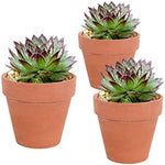 Pots terre cuite succulentes cactus drainage jardin rustique ensemble 24 pièces