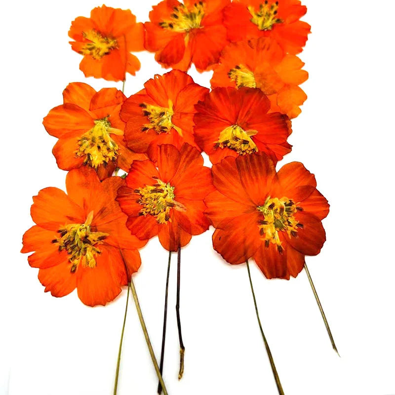 fleurs séchées chrysanthèmes jaune orange décoration maison naturelle petals stamens