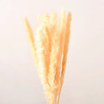 plumes pampas séchées blanches décorations fleurs naturelles rustiques mariage maison intérieur bouquet