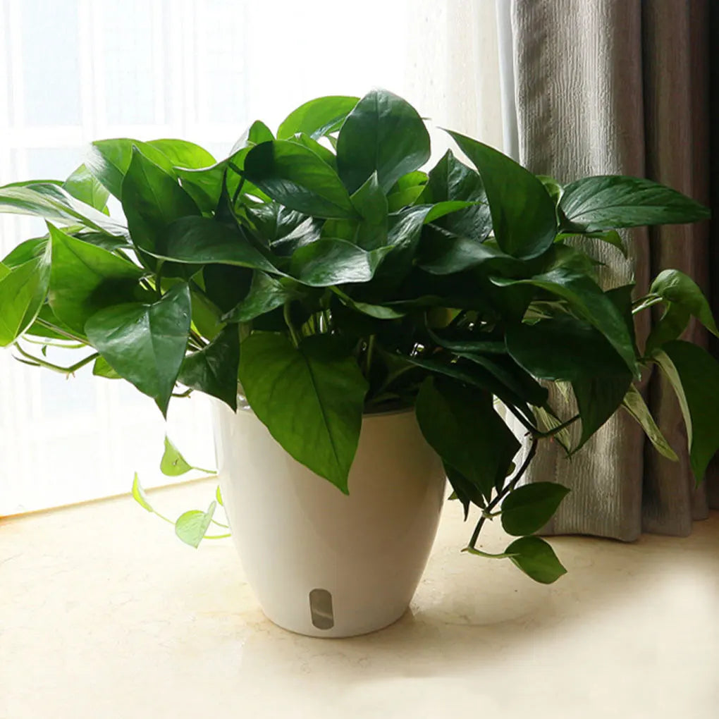 pots plantes modernes blanc noir drainage poignées 11cm 13cm 18cm