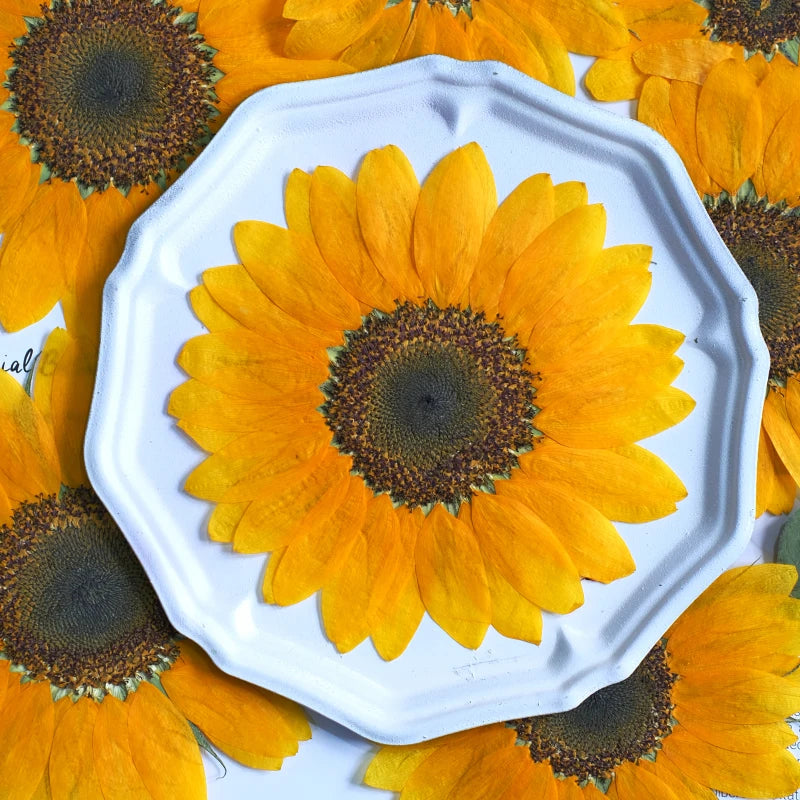 décoration intérieure tournesol séché fleur naturelle jaune rustique décoration maison artisanale semi translucide