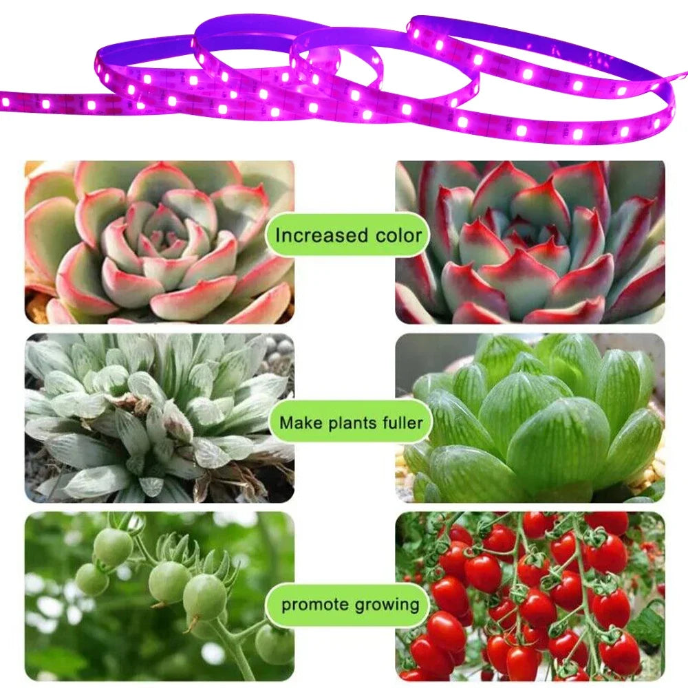 ruban led violet culture végétale adhésif ip65 waterproof moderne 5v 3m 4m 5m