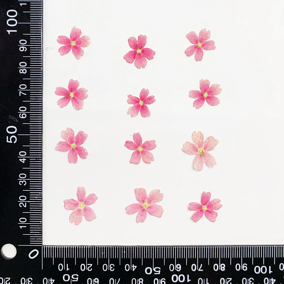 fleurs séchées violet rose blanc décor maison DIY craft nail art maquillage artisanales kit