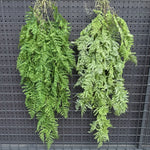 plantes suspendues vigne feuilles vertes rustiques extérieures accrochées naturellement exposéesextérieur decoration