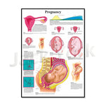 Cette image informative sur la grossesse présente des schémas et des illustrations détaillés des différentes étapes du développement du fœtus.