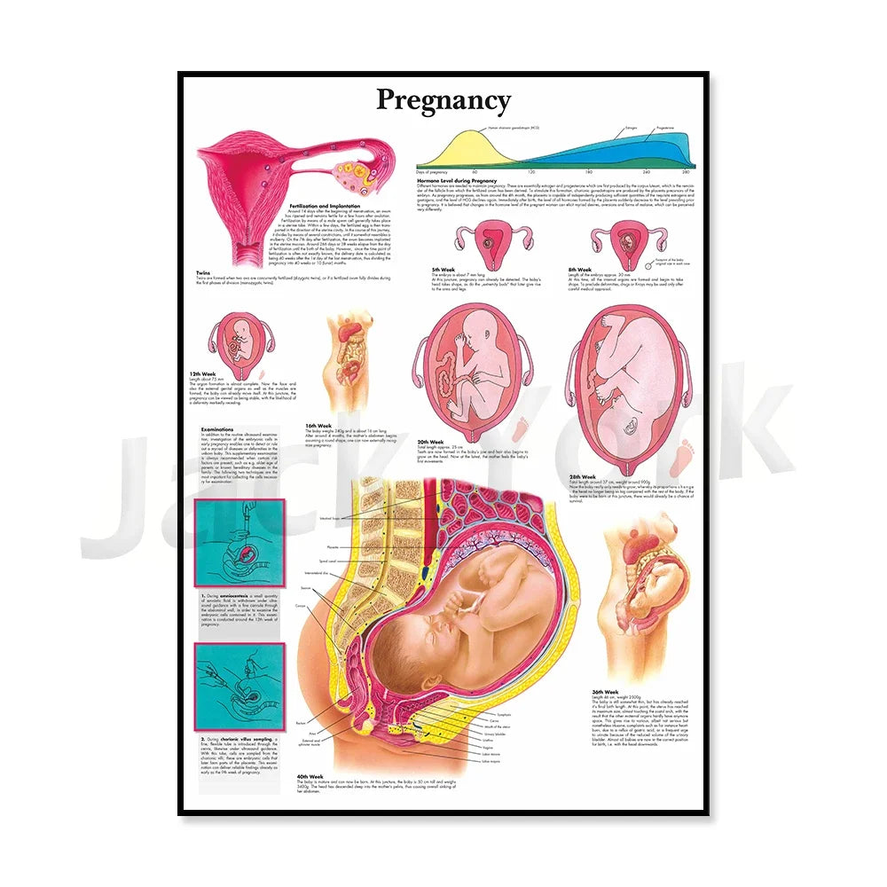 Cette image informative sur la grossesse présente des schémas et des illustrations détaillés des différentes étapes du développement du fœtus.