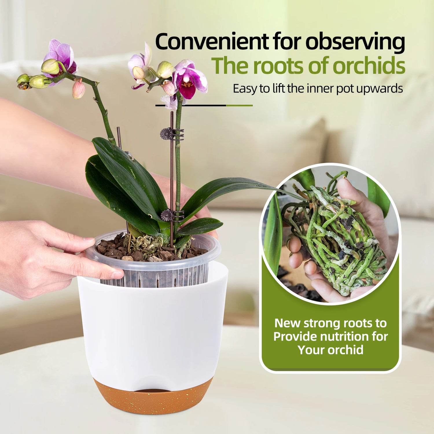 Pots orchidées blancs sur rebord de fenêtre décoration intérieure