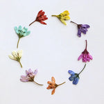 fleurs séchées violet bleu rouge blanc décoration maison anniversaire artisanat naturel variés DIY