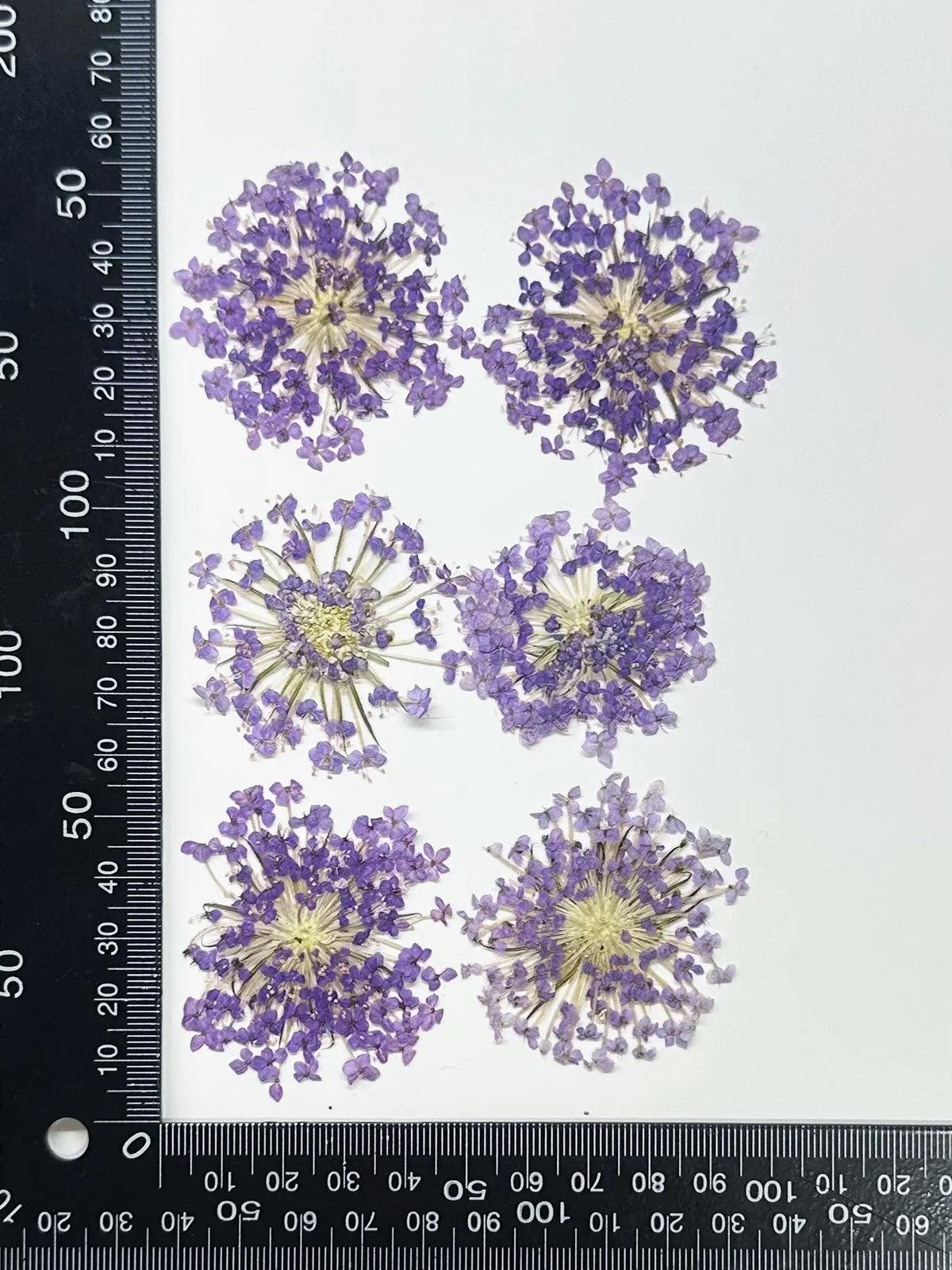 fleurs séchées violettes bleues décor maison anniversaire baby shower bricolage peinture décoration naturelle artificielle