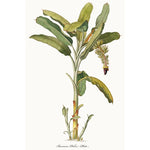 affiche botanique classique plantes tropicales illustration verte jaune blanche sans cadre doré maison décoration