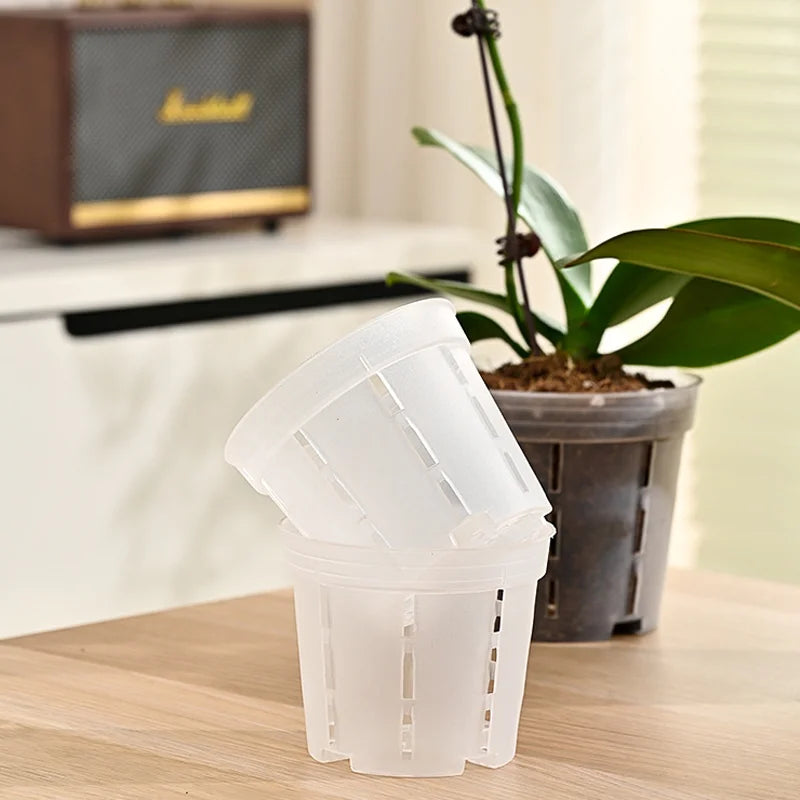 pots orchidées transparents trous moderne pièces drainage racines fleurs plantes
