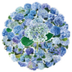 autocollants fleurs hydrangeas bleu violet blanc 50pièces bricolage scrapbooking téléphone bagages skateboard imperméables