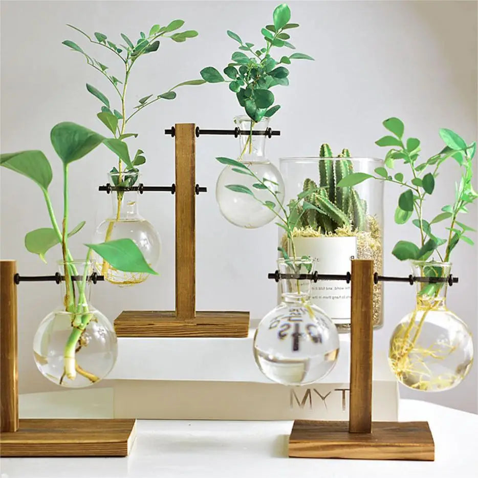 vases verre transparents supports bois plantes hydroponiques industriel minimalisteintérieur rustic