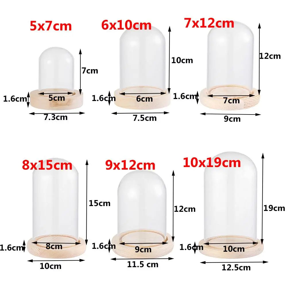 cloche verre transparent moderne base bois naturel boîte rangement fleurs minimalistes différentes tailles