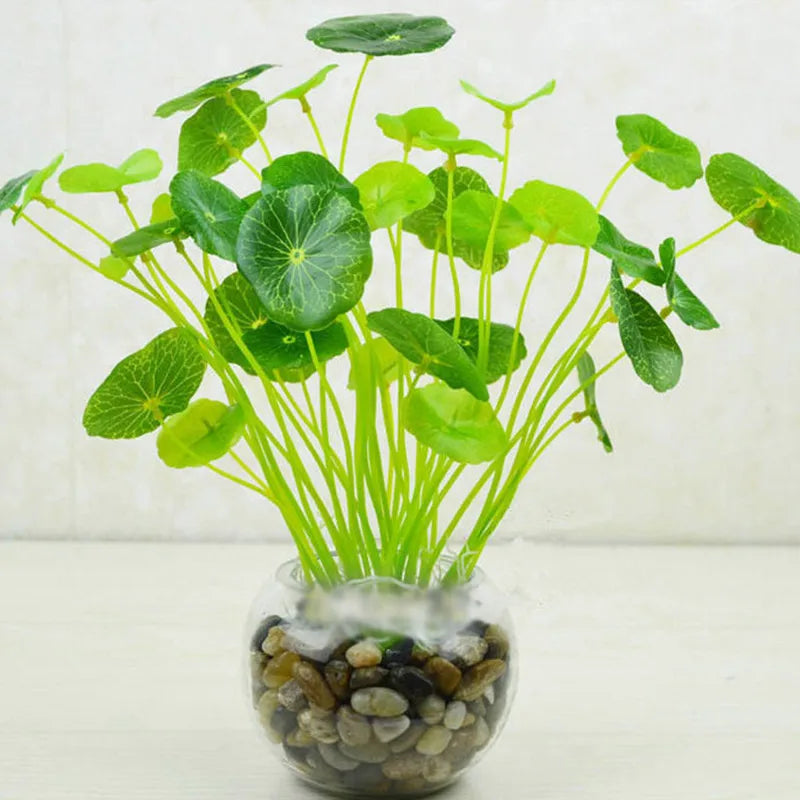 Plante Lotus porte-bonheur dans un aquarium décoratif