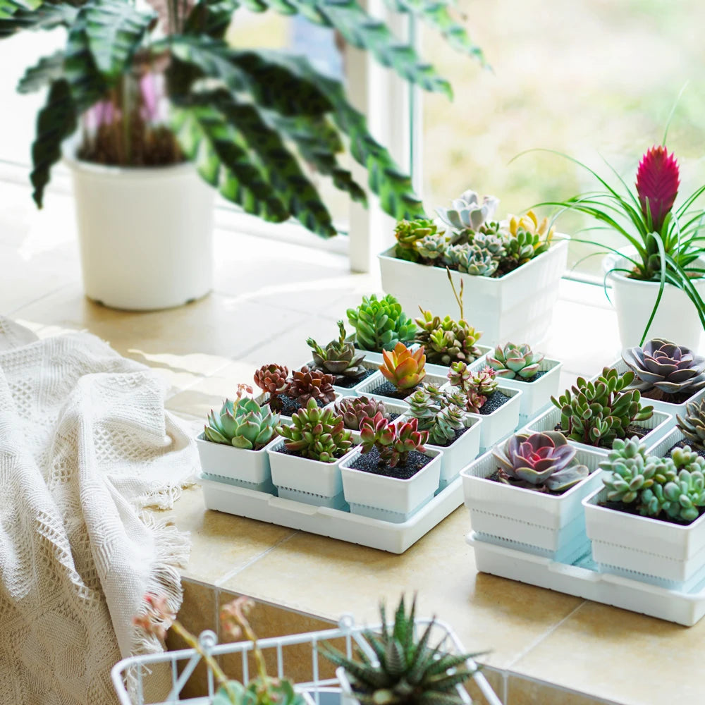 pots plantes plastique moderne blanc cactus succulents lithops drainage decoration maison