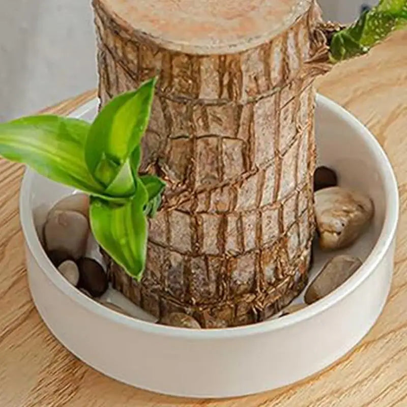 Plateau en bois brésilien utilisé comme support décoratif avec collations