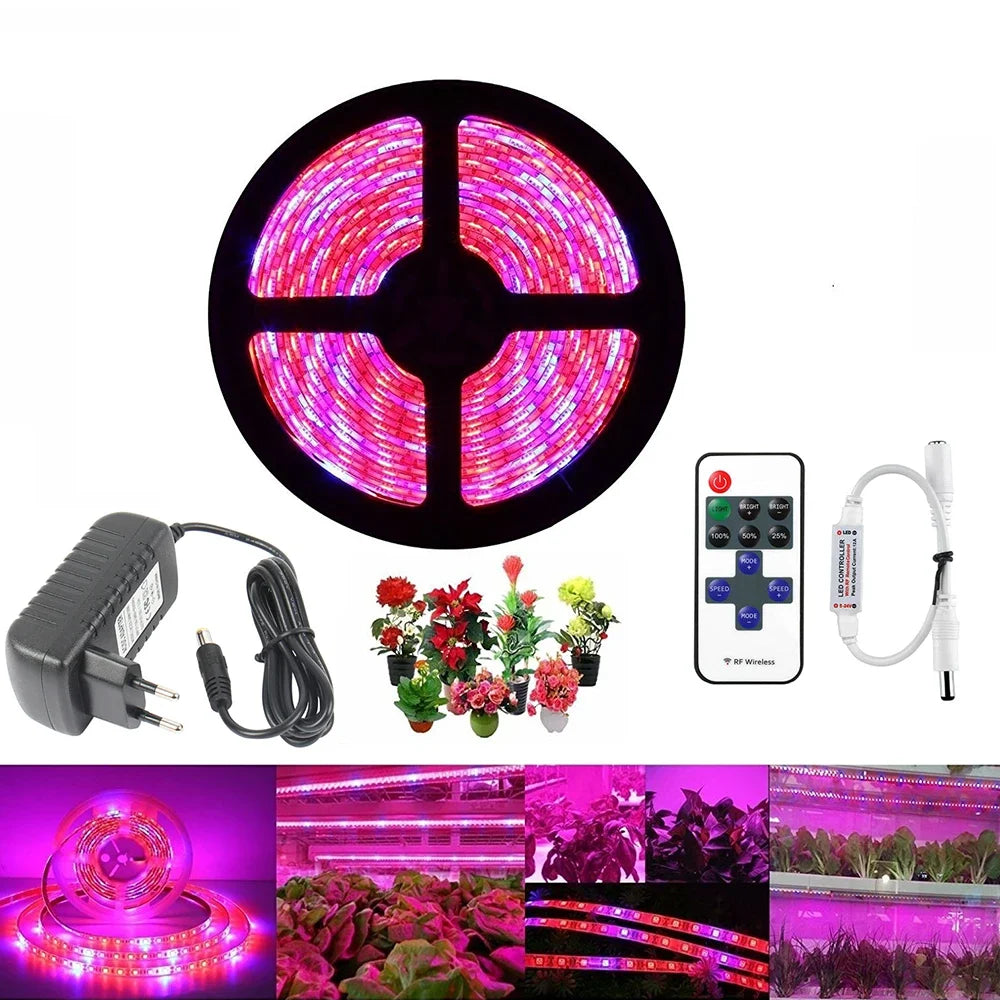 ruban led culture végétale 12v rouge rose blanc moderne télécommande adaptateur électrique
