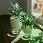 plantes vertes pot autoarrosant plastique moderne transparent feuilles brillantesintérieur opaquet