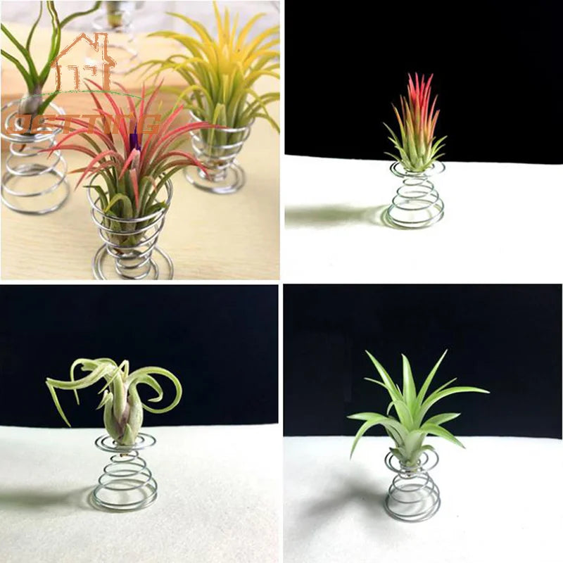 supports plantes aériennes spirale métallique transparents tillandsia fleurs séchées moderne argenté