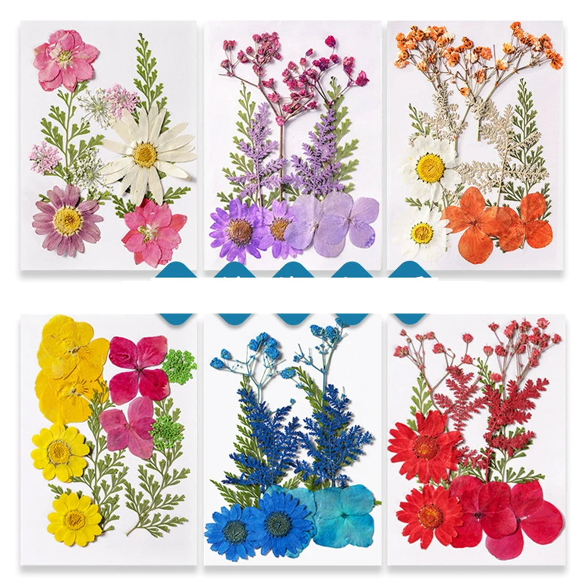 fleurs séchées plantes écologiques intérieur anniversaire baby shower exposition minimalistes cartes postales ornementales fixations