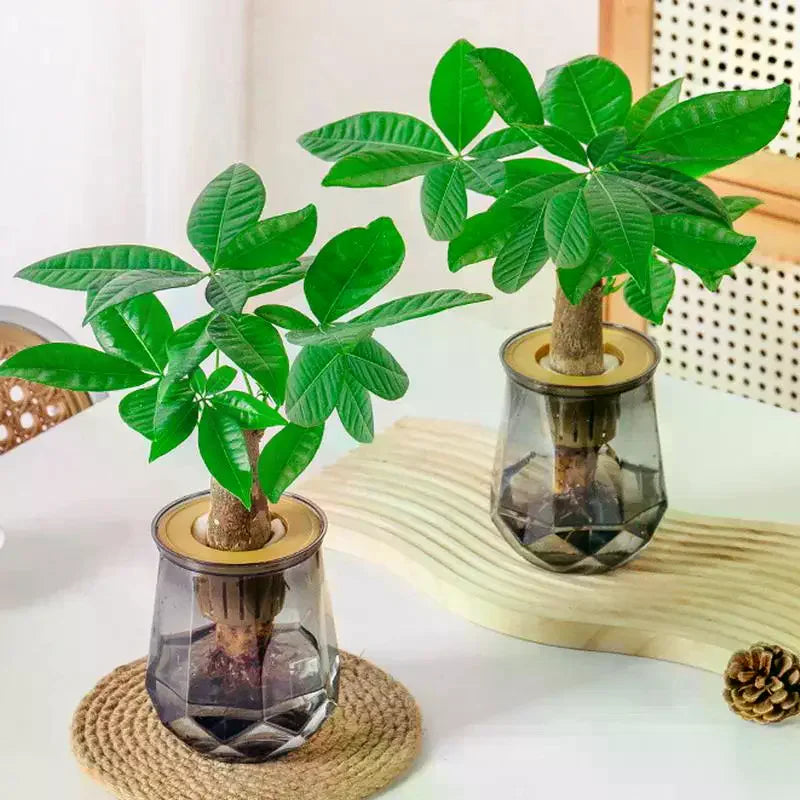 vases verre transparents modernes plante pachira aquatica support bois feuilles vertes deco minimalisteintérieur