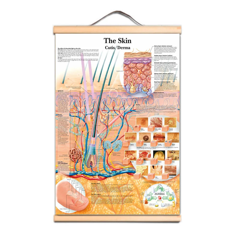 affiche anatomique multicolore illustrations organes humains didactique sans cadre encre imperméable toile multicolore