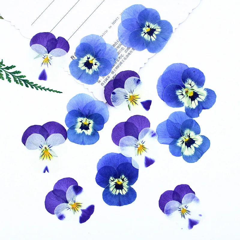 fleurs séchées primula bleu violet blanc décoration maison anniversaire baby shower matériaux diy