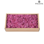 mousse séchée naturelle décorative fleurs séchées rustiques vert rose bleu violet maison intérieur