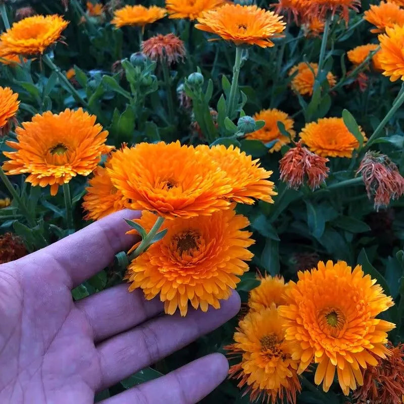fleurs séchées orange pétale calendula naturel decoration maison intérieur 100g 200g