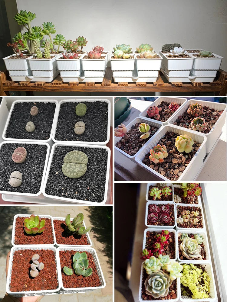 pots succulentes blancs modernes entailles drainage 6cm 7cm cactus pierres