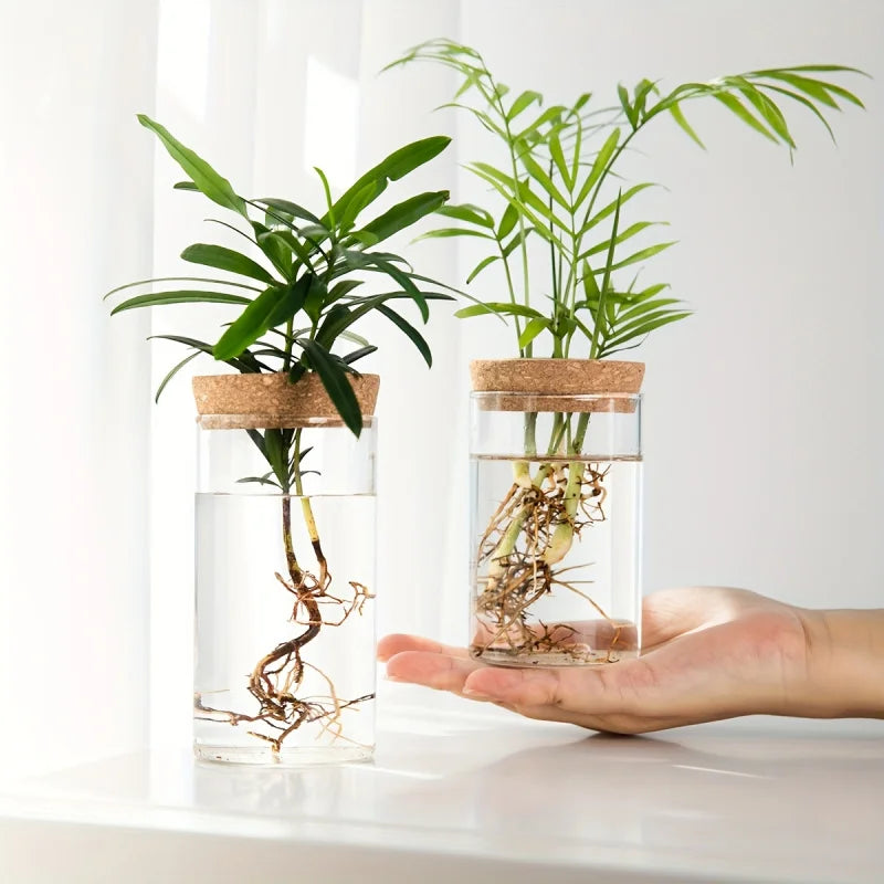 pot plante verre transparent moderne minimaliste bouchon liège enracinement plante décoration maison