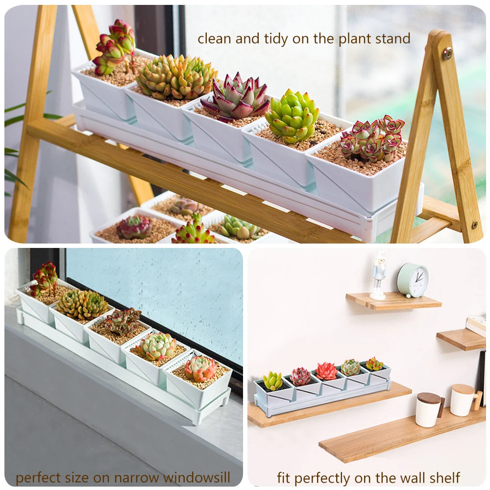 Bacs plantes modernes blancs compartiments individuels succulentes cactus astrophytum asterias 7cm