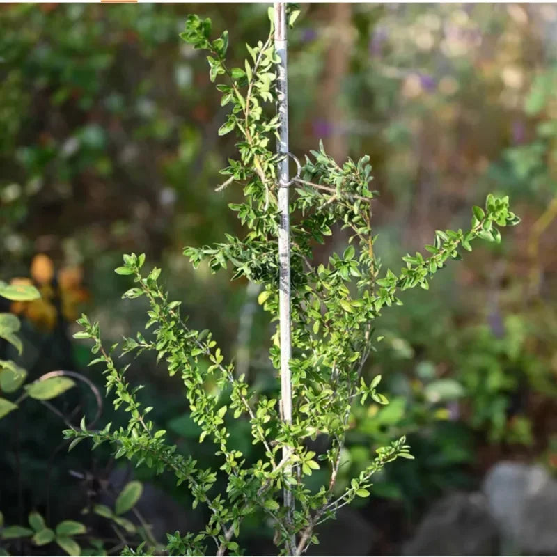 support plante argenté tuteur sol coq rustique décoration verticale anneaux circulaires ornement jardin champêtre