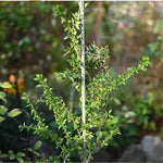 support plante argenté tuteur sol coq rustique décoration verticale anneaux circulaires ornement jardin champêtre