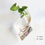 vase transparent moderne verre plante racines intérieur décoration hydroponique fleur