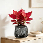 pots fleurs auto arrosants plantes vertes moderne geometrie feuilles ovales plastique blanc