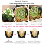 pots plante plastique blanc moderne 7cm 6cm perforations racines succulentes cactus