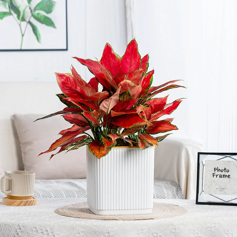 pots carrés auto arrosage plante verte intérieur balcon nordique rayures verticales plastique épaisseau